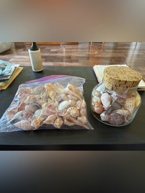 Nice hand-picked collection of sea shells